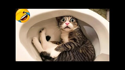 Funniest Cats and Dogs Expression Videos 😹 - Funny Animals 2023