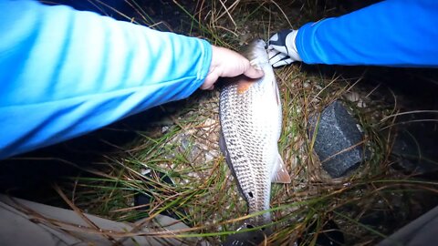 Some more redfish action / How to clean a redfish!