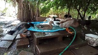 Indian Runner Ducks, in the pond, and one of the Bush Turkeys in the background ( 01/06/2020 )