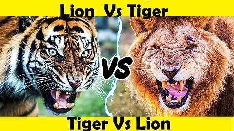 Tiger Vs Lion Fight. Lion Vs Tiger. (Tutorial Video)