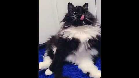 Funniest Cats video compilation
