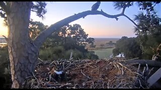 Great Horned Owls Protecting the Nest 1/18/22 7:05 AM