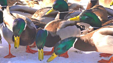 Horde of Hungry Arctic Ducks