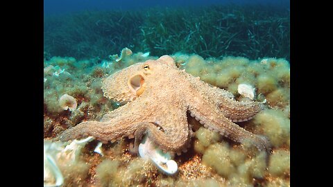 Amazing Ocean Creatures 🐟 Weird Ocean Creatures !