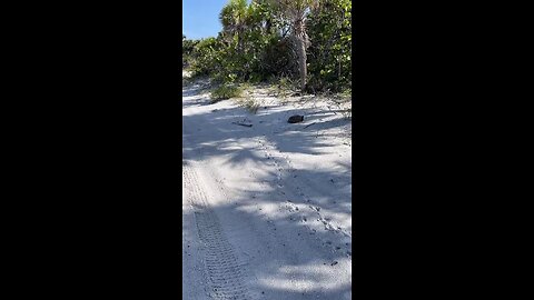Livestream Clip - Barefoot Beach, FL Before Ian 8/26/2022 PT 5
