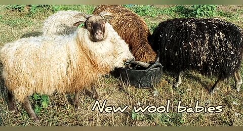 Our New Icelandic "Wool Babies"...