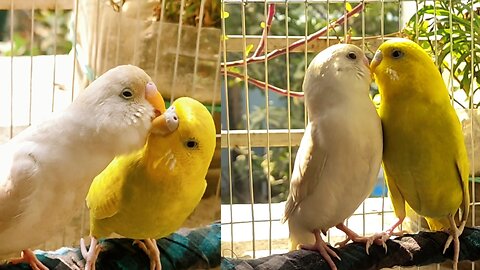 Budgie Kiss deeply