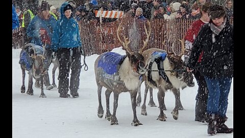 Fur Rondy 2022 part 3 || Running of the Reindeer