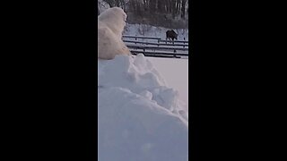 -34° moose tryn to stay warm