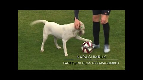 Canine interruption: How a dog brought a football match to a halt