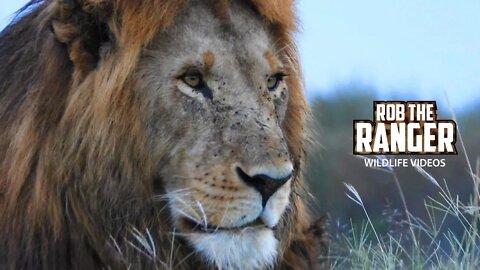 Big Lion Half-Tail | Maasai Mara Safari | Zebra Plains