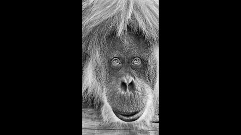 How to Save Ollie's Jungle 🌿 | Join the Sumatran Orangutan Adventure! 🐵✨#monkey #facts