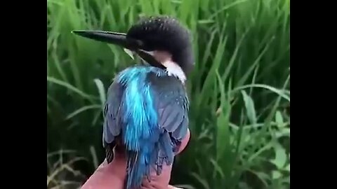 Kingfisher is one of the strangest birds that can rotate its head 360 degrees