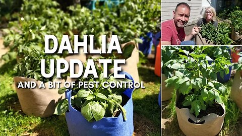 Dahlia Update🌼 + A Bit of Pest Control 🪲