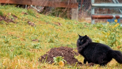 From feral to farm: A cat's life in Spokane