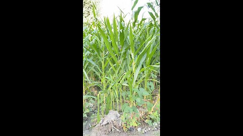 Corn plants