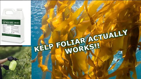 Kelp Foliar Spray Actually Works!! - I'm A Believer - Week 6
