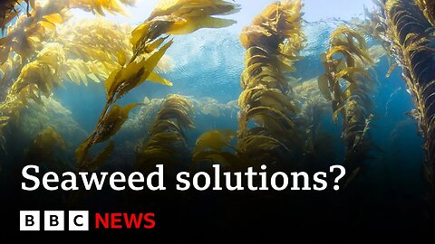 How can seaweed provide potential climate change solutions? - BBC News