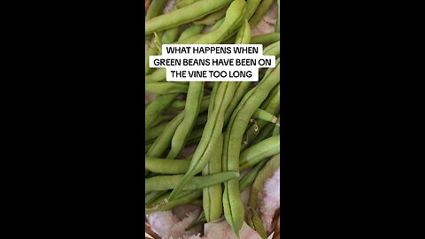 green beans on the vine too long