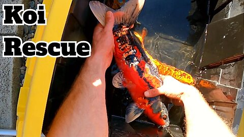 Beautiful koi fish rehome/ rescue [rehoming koi fish] #koirescue