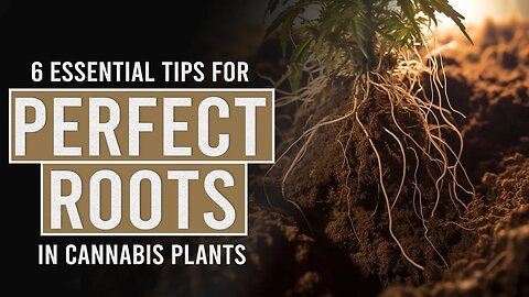 6 ESSENTIAL tips for Perfect Cannabis Roots!