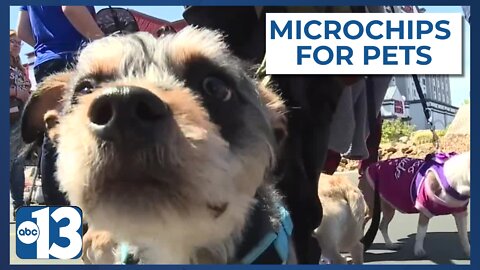 About 10 million pets are lost each year nationwide, experts say: Why microchips are important for pets