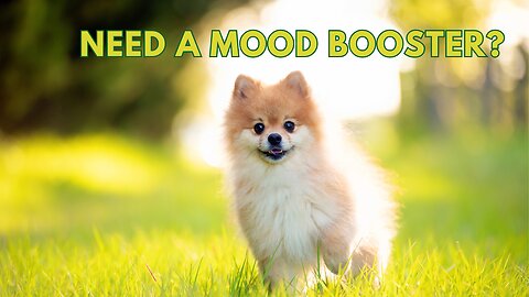 Need A Mood Booster? Happy Dogs Will Make Your Heart Smile!