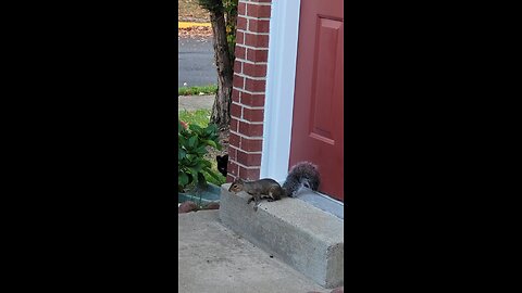 Squirrel eating organic almonds and walnuts then... Chloe, the cat shows up