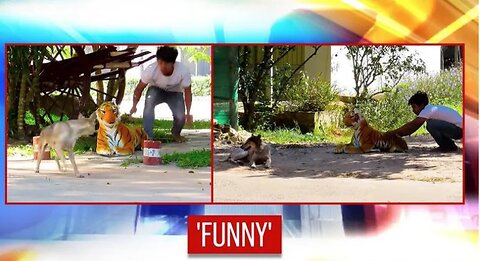Troll Prank Dog Funny & Pranks With fake Lion, Tiger ,dog