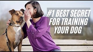 #1 Best Secret to Training Your Dog