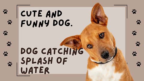 Splash Master: Hilarious Dog's Water-catching Extravaganza