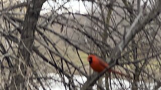 Male Cardinal hopping around