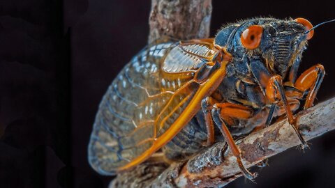 What If You Were Attacked by a Swarm of Cicadas?