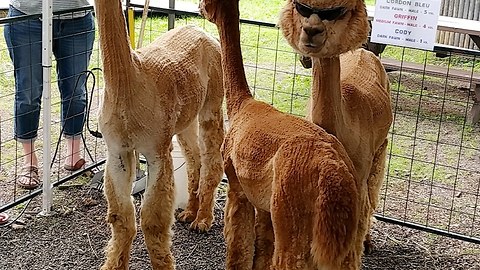 Coolest alpaca ever shows off trendy sunglasses