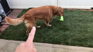 Cheap Lawn Makeover in Tiny Townhouse courtyard for Golden Retriever - dirt to grass in under an hr.