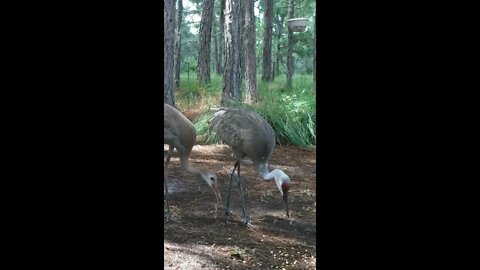 Wildlife watch Saturday Sandhill Cranes