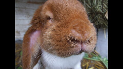 Treatment of rhinitis in rabbits
