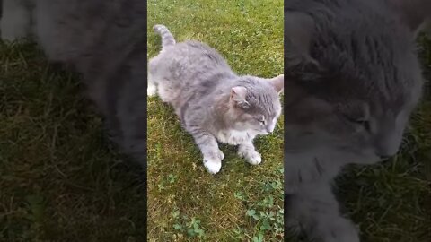 Polydactyl Cat and Calico