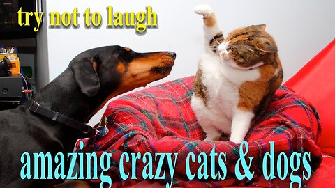 try not to laugh .. Funny Dogs. cats Jealousy Reactions - Funny Dog . funny cats Compilation