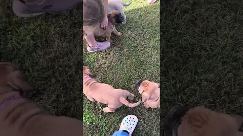 Willow litter today at puppy pick up. LonelyCreek bullmastiff