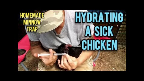 Hydrating a Sick Chicken and a Homemade Minnow Trap - Ann's Tiny Life and Homestead