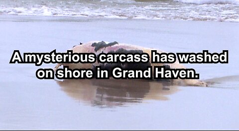 A mysterious carcass has washed on shore in Grand Haven.