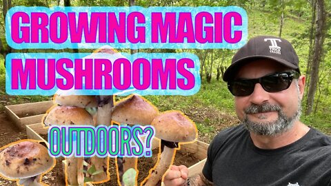 HOW TO GROW MAGIC MUSHROOMS OUTDOORS (Psilocybe cubensis) Heavy rain fix