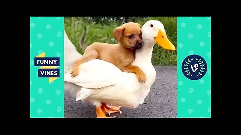 FUNNY99TEAM | PUPPY RIDES ON DUCK!