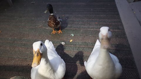 Duck Care 101 for domestic free range ducks