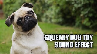 Your Dog Will Go CRAZY Over These Squeaky Sounds! 🤩