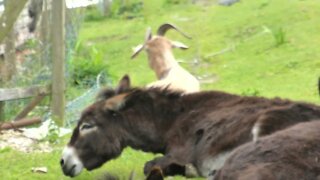 Goat guarding donkey friends