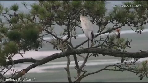 Savannah Nest-Wood Stork Rests in Tree By Marsh 🦩 6/11/22 06:32