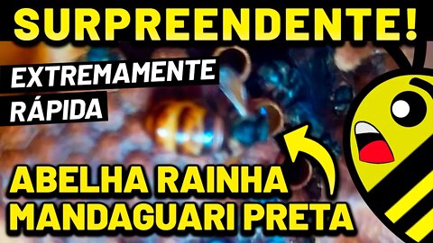 INCRÍVEL a rainha abelha Mandaguari preta, rápida realizando posturas, uma maravilha do mundo animal