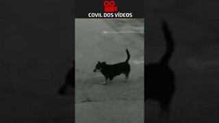 cachorro cagou na parede